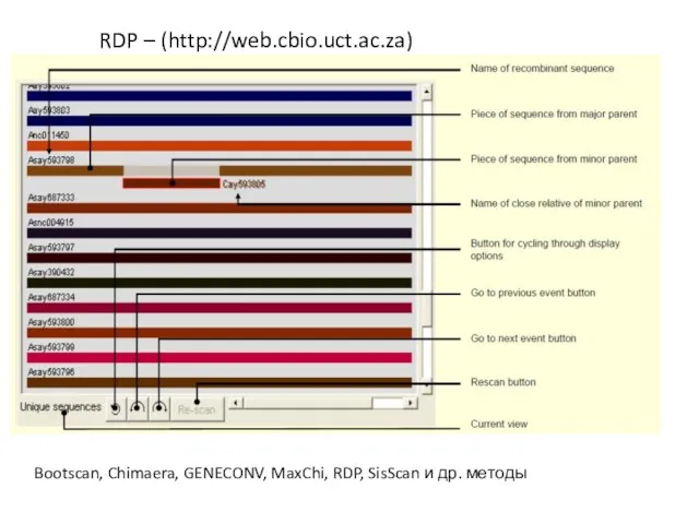 Bootscan, Chimaera, GENECONV, MaxChi, RDP, SisScan и др. методы RDP – (http://web.cbio.uct.ac.za)