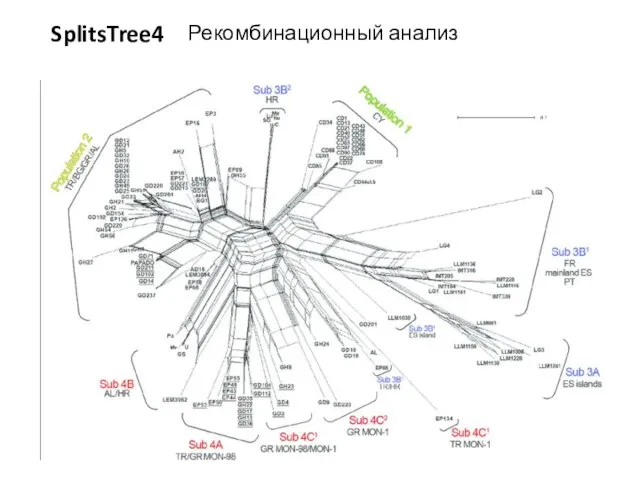 Рекомбинационный анализ SplitsTree4