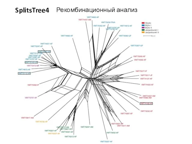 Рекомбинационный анализ SplitsTree4