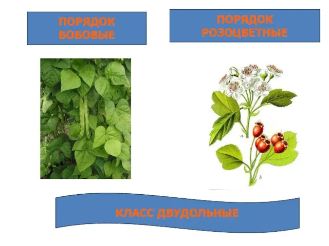 ПОРЯДОК БОБОВЫЕ ПОРЯДОК РОЗОЦВЕТНЫЕ КЛАСС ДВУДОЛЬНЫЕ