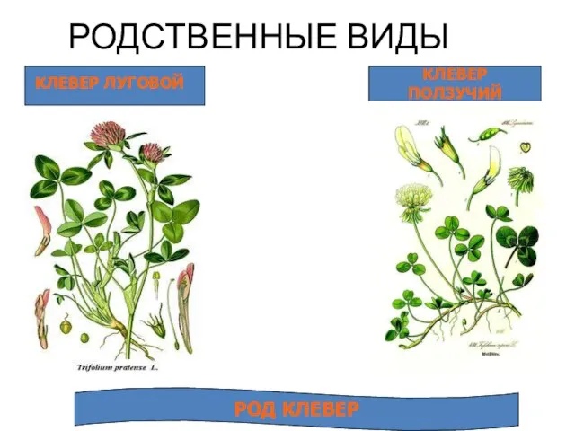 РОДСТВЕННЫЕ ВИДЫ КЛЕВЕР ЛУГОВОЙ КЛЕВЕР ПОЛЗУЧИЙ РОД КЛЕВЕР