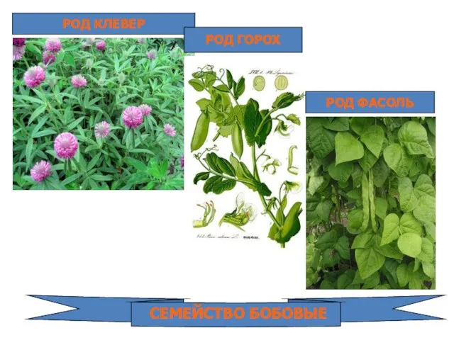 РОД КЛЕВЕР РОД ГОРОХ РОД ФАСОЛЬ СЕМЕЙСТВО БОБОВЫЕ