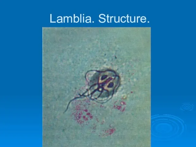 Lamblia. Structure.