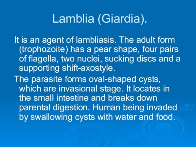 Lamblia (Giardia). It is an agent of lambliasis. The adult form