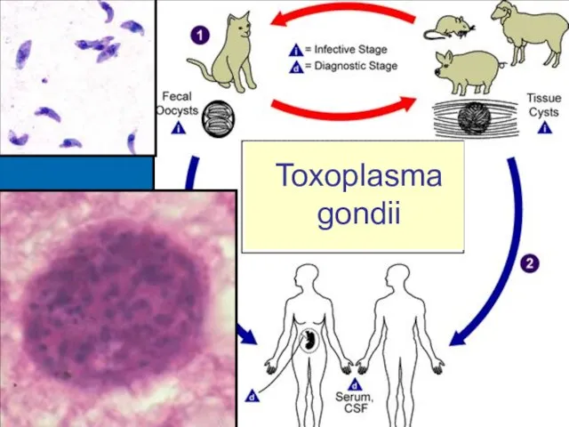 Toxoplasma gondii