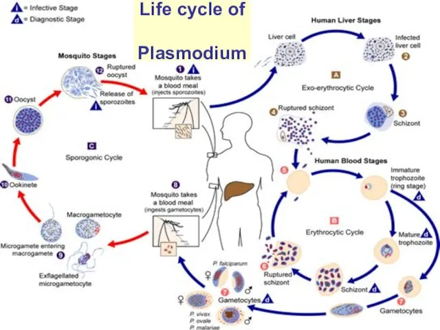 Life cycle of Plasmodium