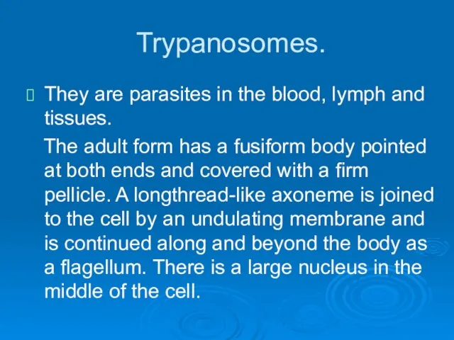 Trypanosomes. They are parasites in the blood, lymph and tissues. The