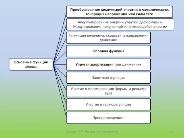 Зверев Ю.П. Лекции по биомеханике