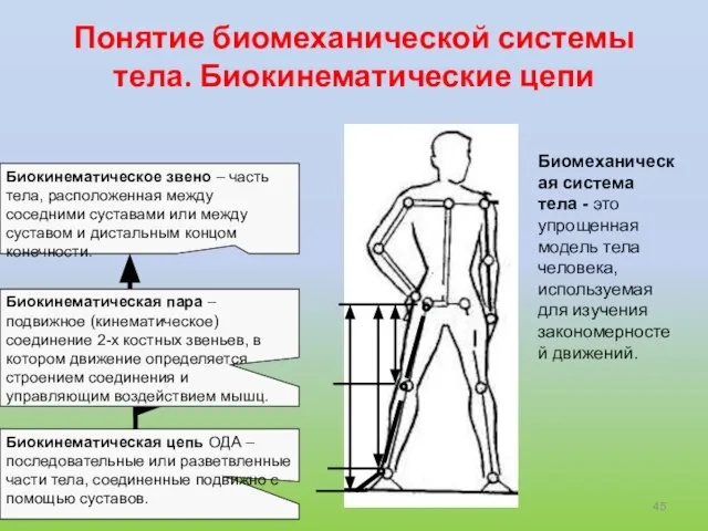 Понятие биомеханической системы тела. Биокинематические цепи Биомеханическая система тела - это