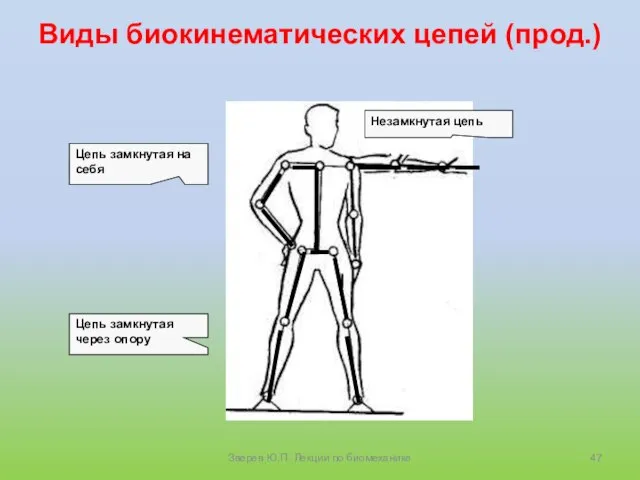 Виды биокинематических цепей (прод.) Зверев Ю.П. Лекции по биомеханике