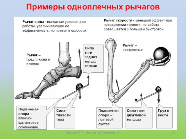 Примеры одноплечных рычагов Зверев Ю.П. Лекции по биомеханике