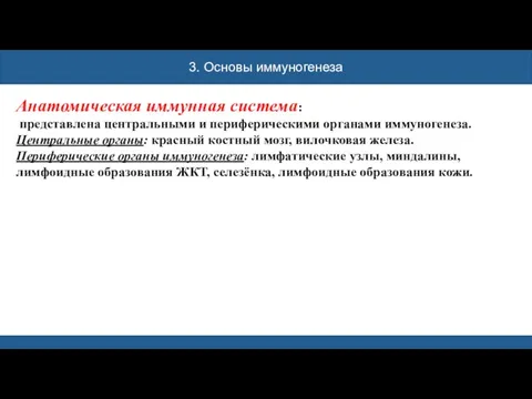 3. Основы иммуногенеза Анатомическая иммунная система: представлена центральными и периферическими органами