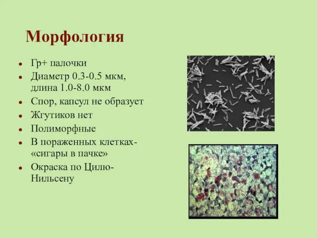 Морфология Гр+ палочки Диаметр 0.3-0.5 мкм, длина 1.0-8.0 мкм Спор, капсул