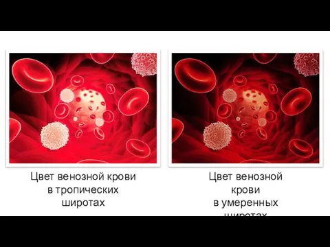 Цвет венозной крови в умеренных широтах Цвет венозной крови в тропических широтах