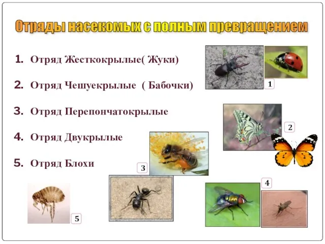 Отряды насекомых с полным превращением Отряд Жесткокрылые( Жуки) Отряд Чешуекрылые (