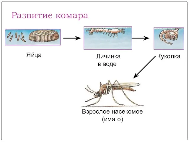 Развитие комара Яйца Личинка Куколка Взрослое насекомое (имаго) в воде