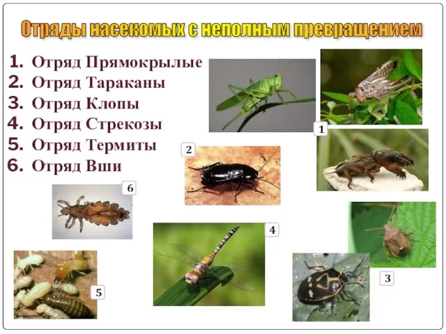 Отряды насекомых с неполным превращением Отряд Прямокрылые Отряд Тараканы Отряд Клопы