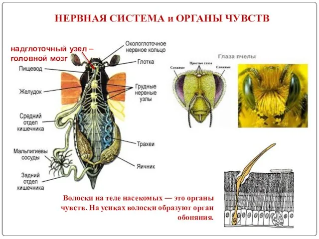 НЕРВНАЯ СИСТЕМА и ОРГАНЫ ЧУВСТВ Волоски на теле насекомых — это