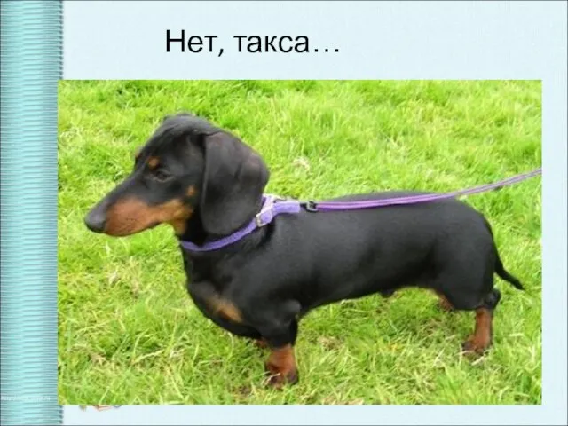 Нет, такса…