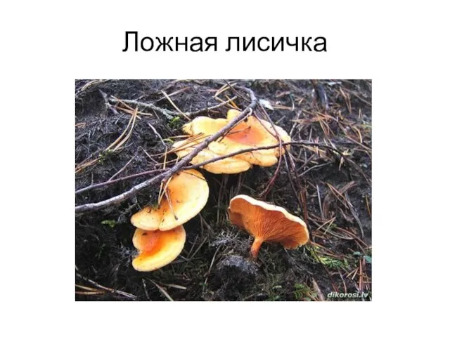 Ложная лисичка