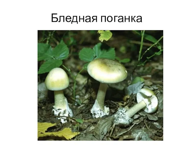 Бледная поганка