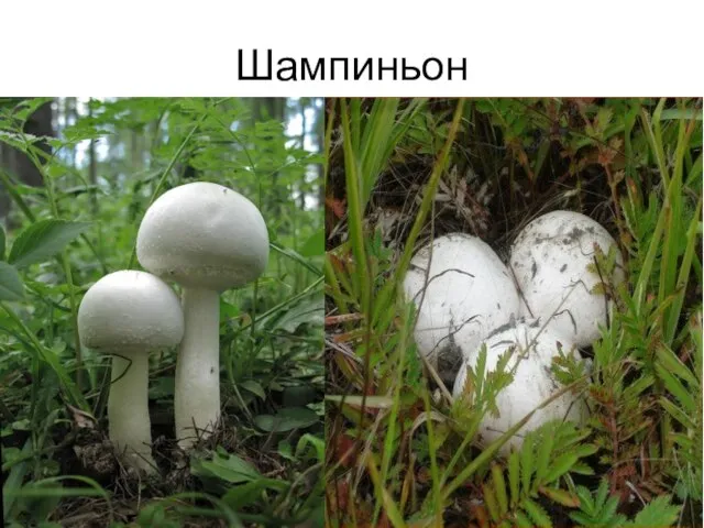 Шампиньон