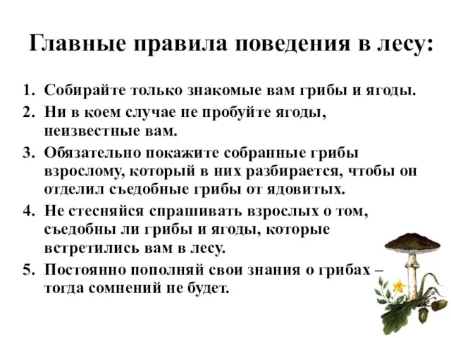 Главные правила поведения в лесу: Собирайте только знакомые вам грибы и