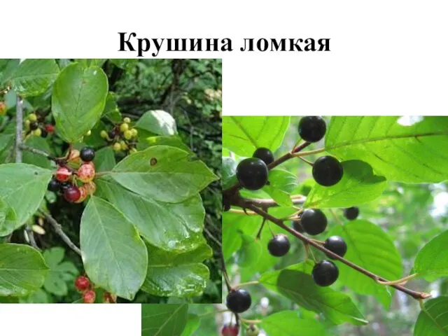 Крушина ломкая