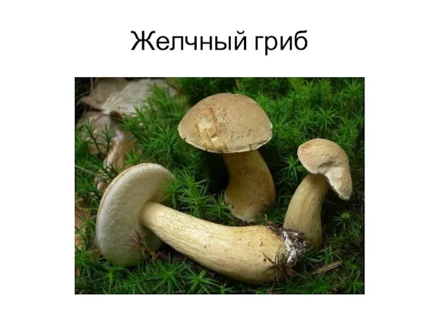 Желчный гриб