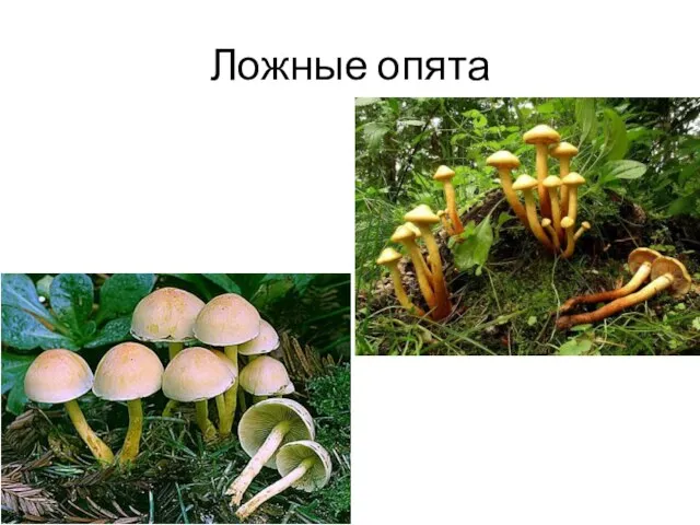 Ложные опята