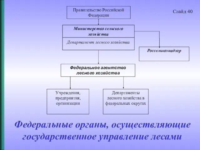 Федеральные органы, осуществляющие государственное управление лесами Слайд 40