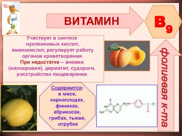 ВИТАМИН B9 фолиевая к-та Участвует в синтезе нуклеиновых кислот, аминокислот, регулирует