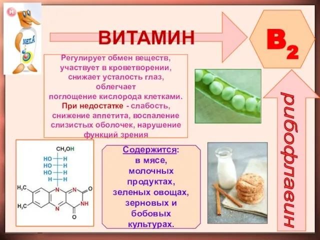 ВИТАМИН B2 рибофлавин Регулирует обмен веществ, участвует в кроветворении, снижает усталость