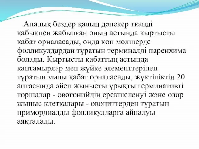 Аналық бездер қалың дәнекер тканді қабықпен жабылған оның астында кыртысты қабат