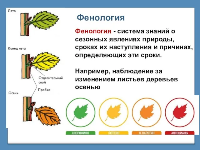 Фенология Фенология - система знаний о сезонных явлениях природы, сроках их