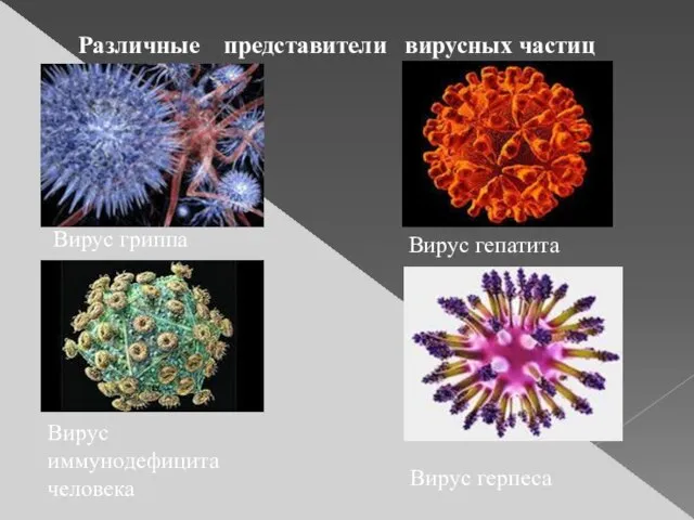 Различные представители вирусных частиц Вирус гриппа Вирус иммунодефицита человека Вирус гепатита Вирус герпеса