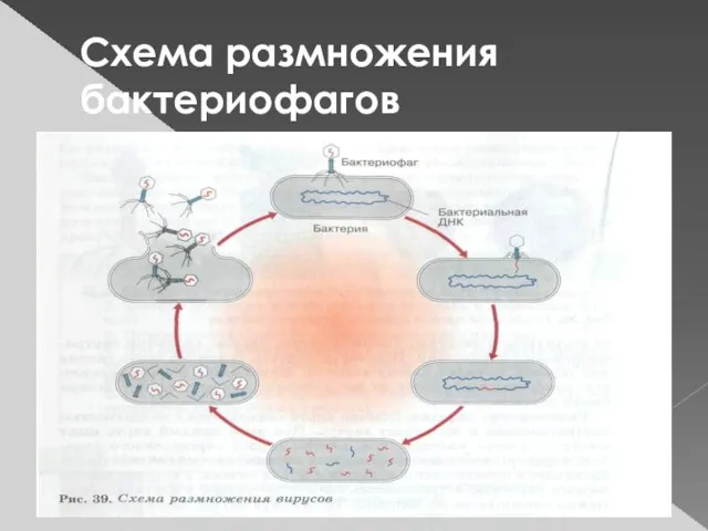 Схема размножения бактериофагов