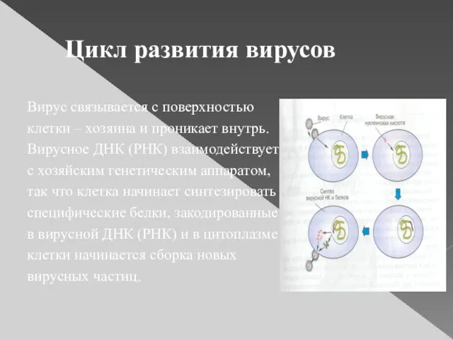 Цикл развития вирусов Вирус связывается с поверхностью клетки – хозяина и