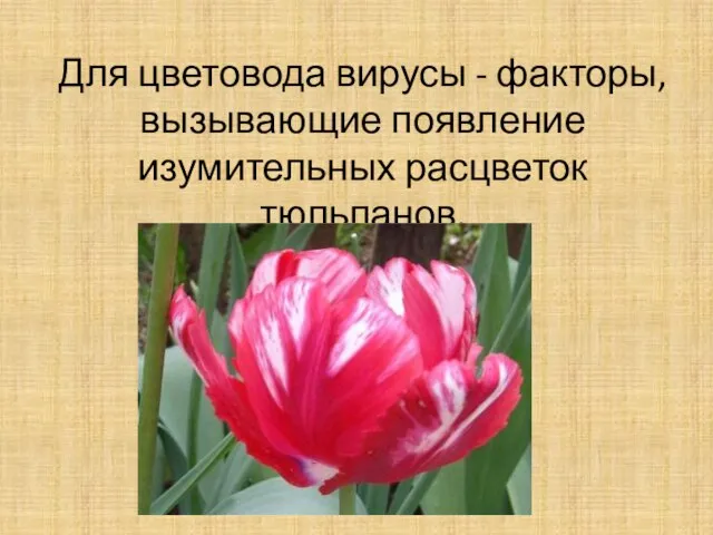 Для цветовода вирусы - факторы, вызывающие появление изумительных расцветок тюльпанов.