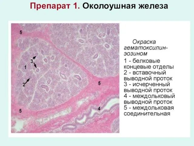 Препарат 1. Околоушная железа