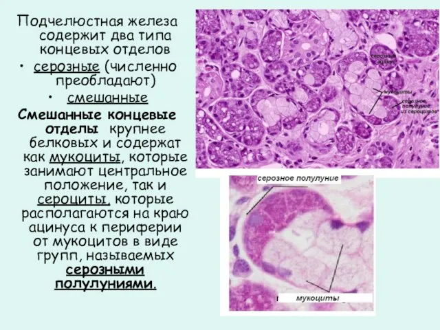 Подчелюстная железа содержит два типа концевых отделов серозные (численно преобладают) смешанные