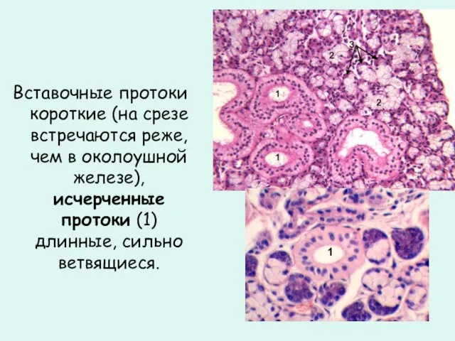 Вставочные протоки короткие (на срезе встречаются реже, чем в околоушной железе),