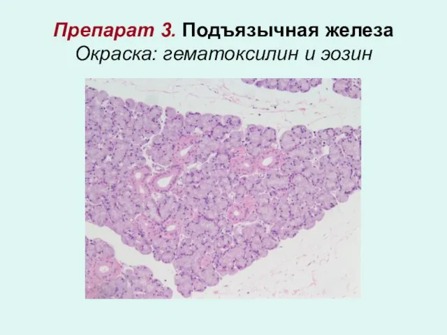 Препарат 3. Подъязычная железа Окраска: гематоксилин и эозин