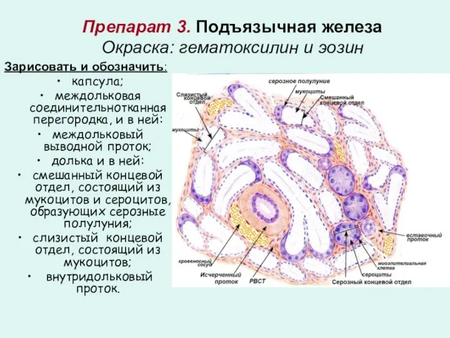 Препарат 3. Подъязычная железа Окраска: гематоксилин и эозин Зарисовать и обозначить: