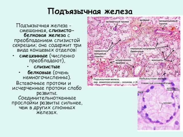 Подъязычная железа Подъязычная железа - смешанная, слизисто-белковая железа с преобладанием слизистой