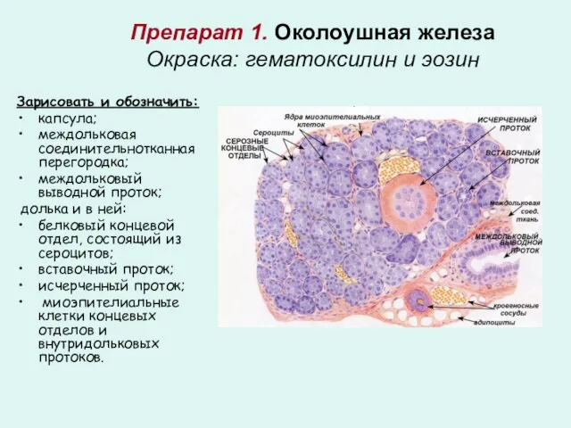 Препарат 1. Околоушная железа Окраска: гематоксилин и эозин Зарисовать и обозначить: