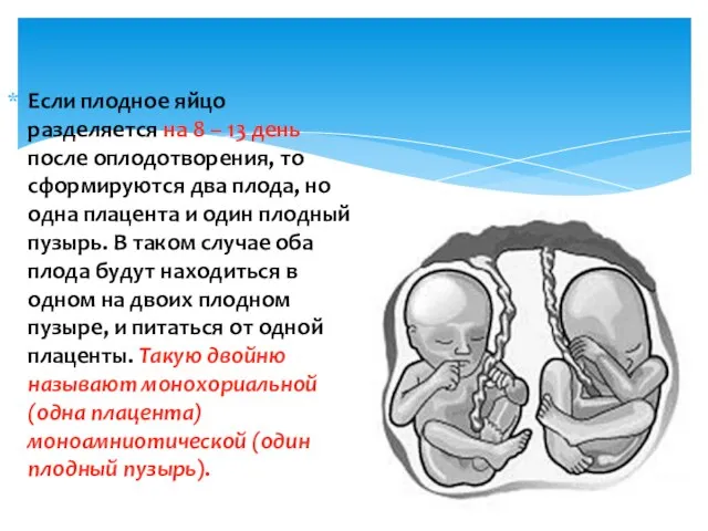 Если плодное яйцо разделяется на 8 – 13 день после оплодотворения,