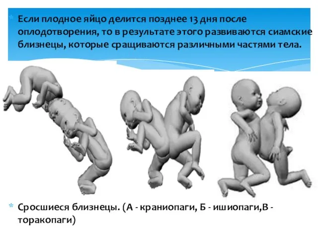 Если плодное яйцо делится позднее 13 дня после оплодотворения, то в