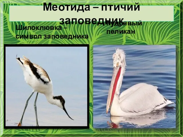 Меотида – птичий заповедник Шилоклювка – символ заповедника Кудрявый пеликан
