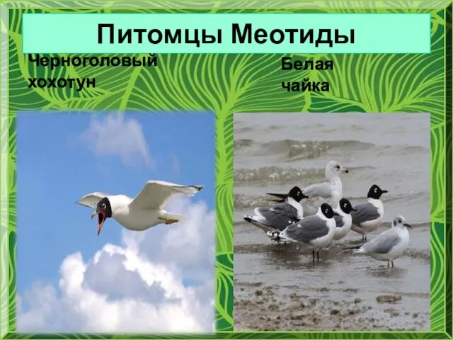 Питомцы Меотиды Черноголовый хохотун Белая чайка